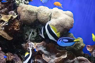 Your First Tropical Aquarium Saltwater Fish