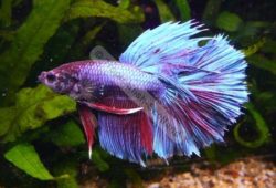 Caring for Tropical Fish