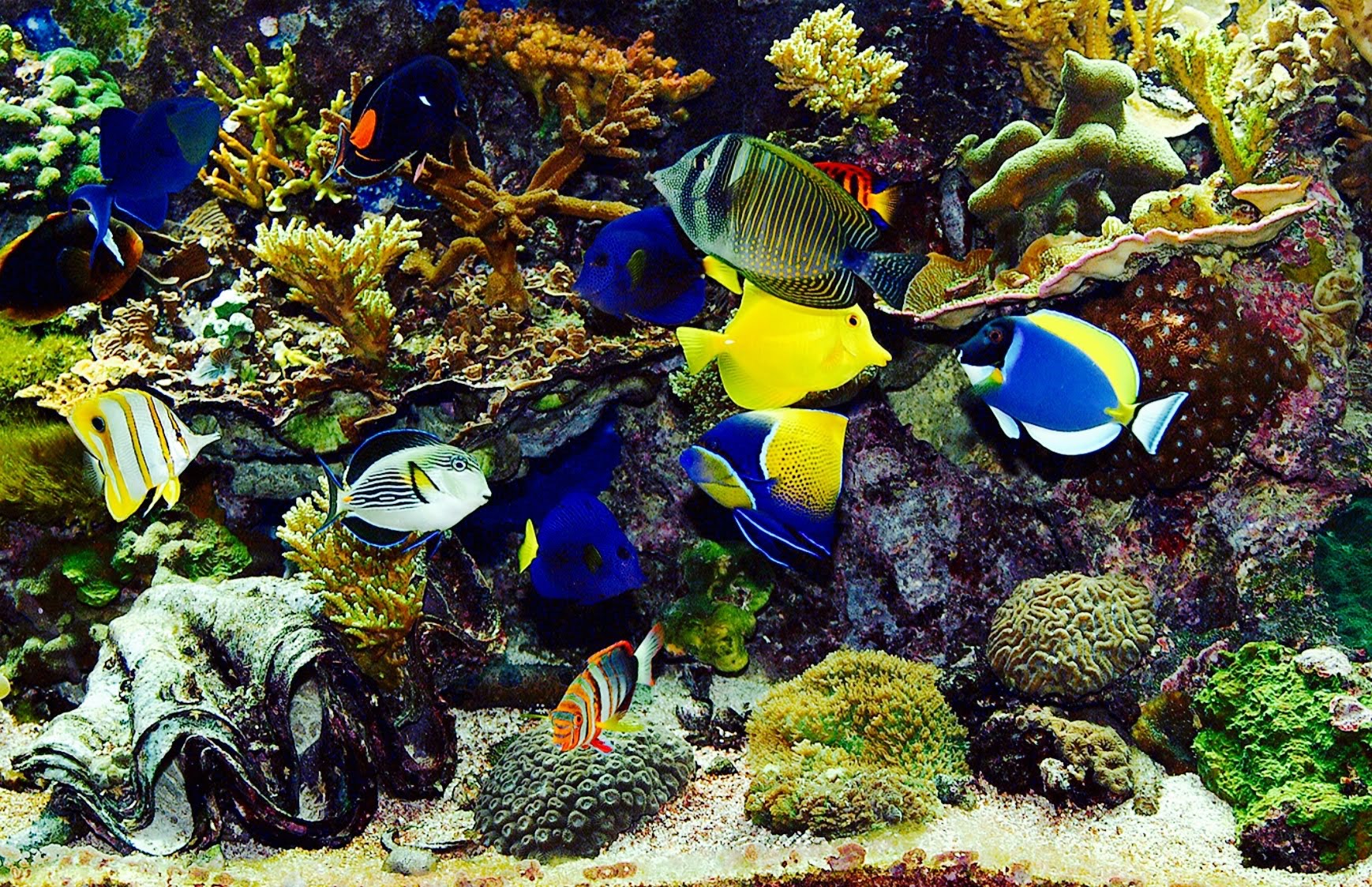 Tropical Fish. Information And Recommendations On Subject