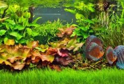 Tropical Fish Tanks