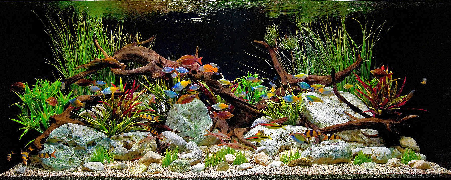 Caring for Tropical Freshwater Aquariums