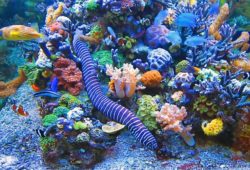 A Tropical Marine Aquarium Eel