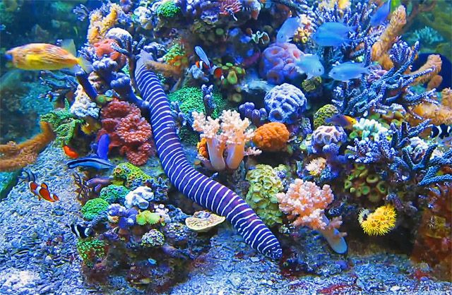 A Tropical Marine Aquarium Eel