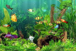 Basic Care for Tropical Freshwater Aquariums