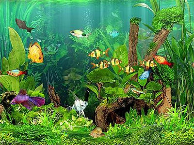 Basic Care for Tropical Freshwater Aquariums