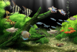 Can you conserve your aquarium water?