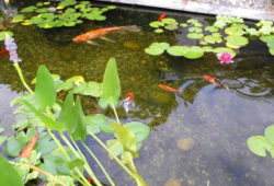 Is your pond missing something?