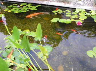 Is your pond missing something?