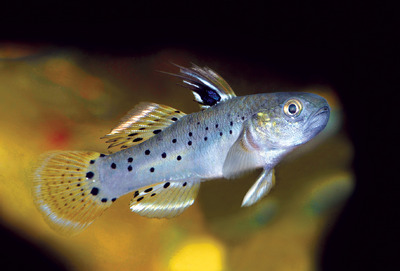 A fishkeeper's guide to gobies
