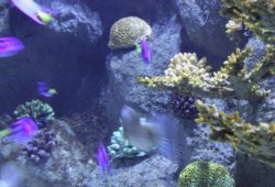 Easy invertebrates for the reef tank