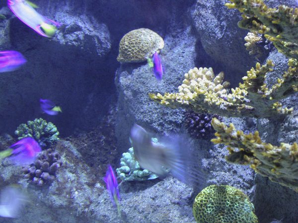 invertebrates for the reef tank