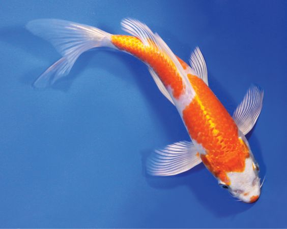 What to Look for In an Expensive Koi