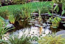 Preparing your pond for spring