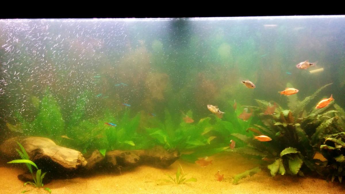 What Causes A Cloudy Fish Tank