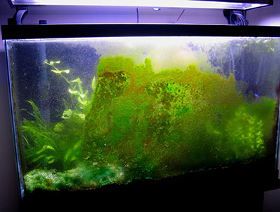 How To Kill Algae In Your Salt Water Fish Tank