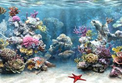 Best Reversible Aquarium Background