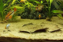 Aquarium Sand Would Be a Better Substrate for Your Tank