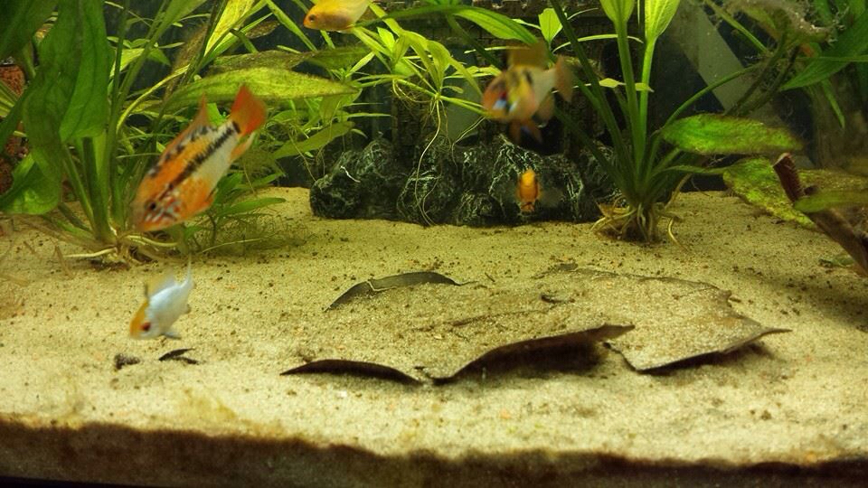 Aquarium Sand Would Be a Better Substrate for Your Tank