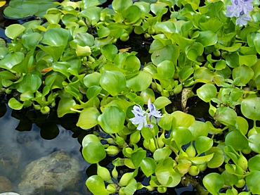 Aquatic pond plants