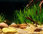 Resources for Biotope Aquaria: plants by continent of origin