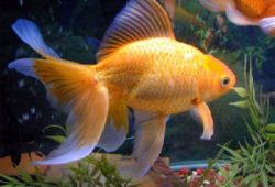 Caring For Gold Fish