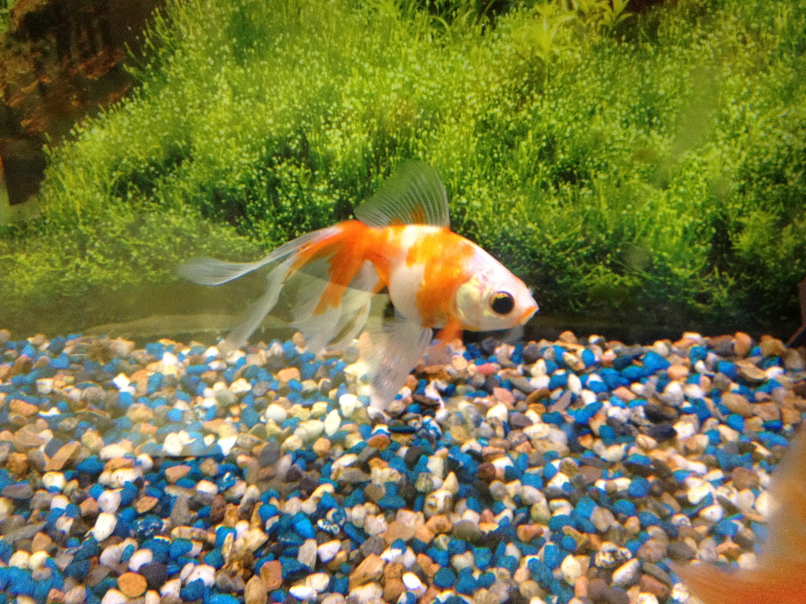 Caring For Gold Fish Differs From Breeding Them