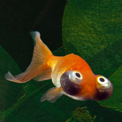 Celestial Goldfish