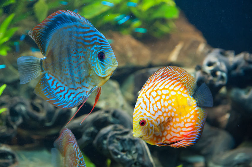 Discus Fish Food and Diet