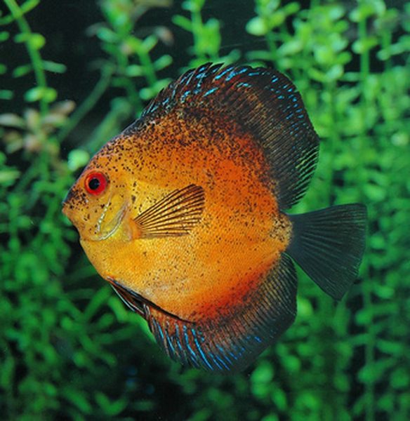 What Discus Fish Tank Size Should You Get