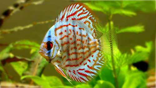 Favorite Exotic Fish for Freshwater Tanks