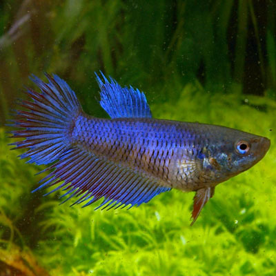 Why Female Bettas Deserve More Attention