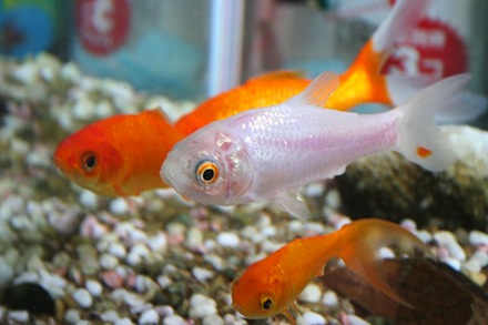 Fish Pet Aquarium