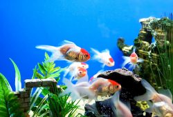 What to Look For in a Good Fish Store