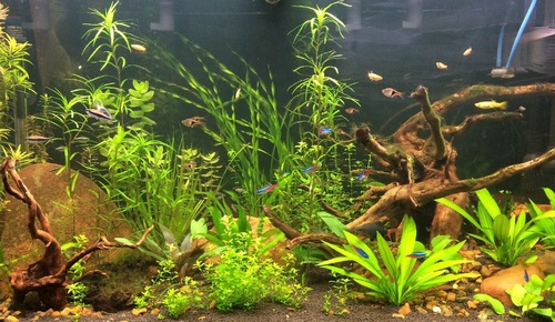 Fish Tank Aquarium Problems