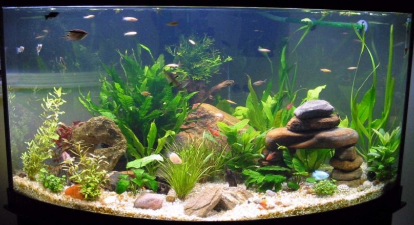 Fish Tank Decorations: a Fish’s Perspective