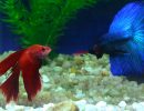 Fish That Can Live With Your Betta