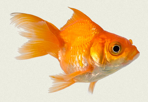 Caring For Gold Fish Is The Secret To Longevity