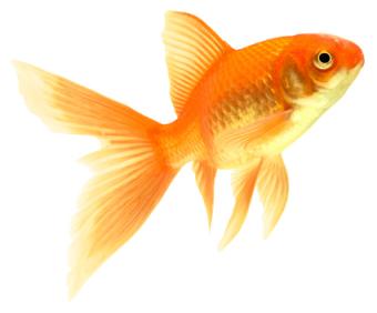Goldfish Facts