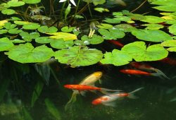 Goldfish ponds