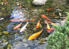 A Pond Made for a Koi Fish