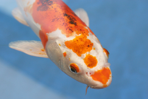 Some of The Common and Popular Koi Types