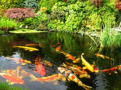 Koi fish ponds
