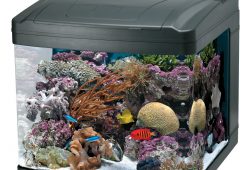 Oceanic Aquariums