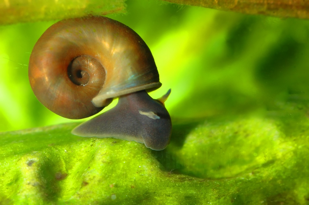 Pond Snails in the Tropical Aquarium