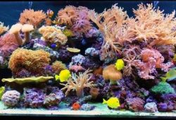 Reduce Nitrate In A Salt Water Fish Tank