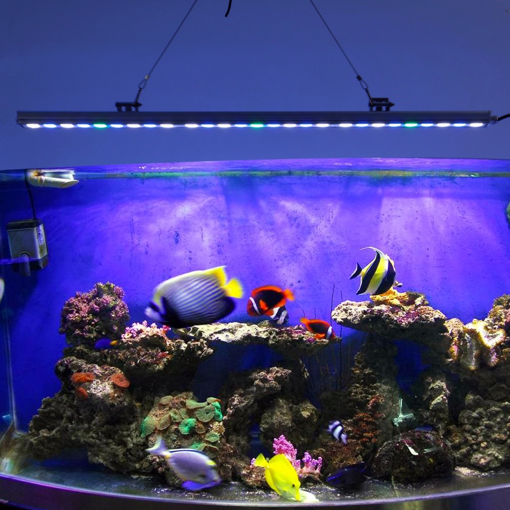 Saltwater Aquarium Lighting vs Algae