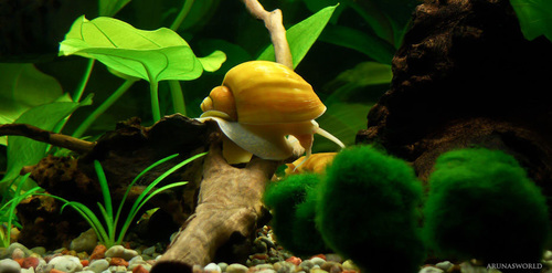 Get Rid Of Snails In Fish Tank Naturally
