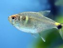 Tetra Fish for Beginners