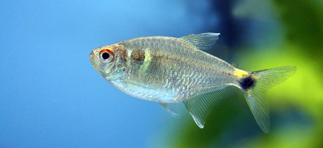 Tetra Fish for Beginners
