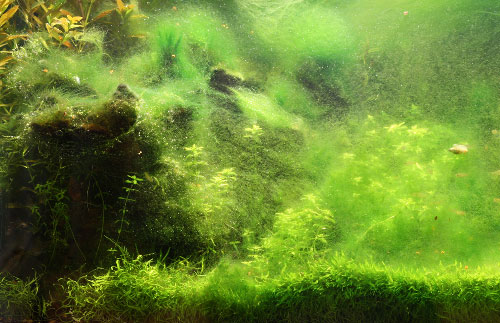 The Safest Way To Kill Algae